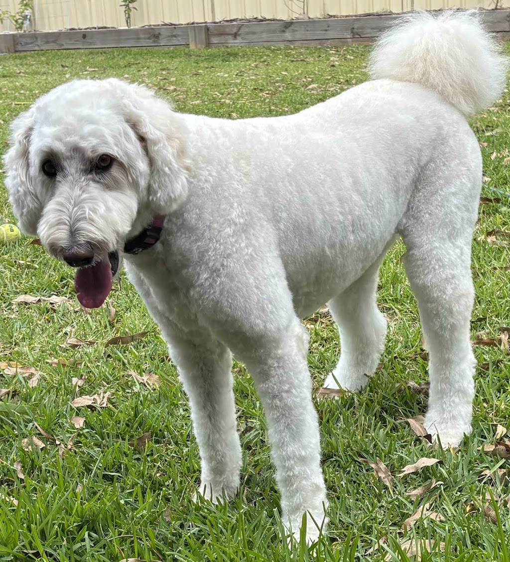 Super Dogz | 70 Redgum Dr, Clarence Town NSW 2321, Australia | Phone: 0402 653 314