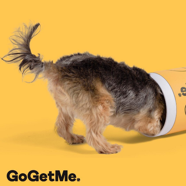 GogetMe | pet store | 204/254 Bay Rd, Sandringham VIC 3191, Australia | 0419617267 OR +61 419 617 267