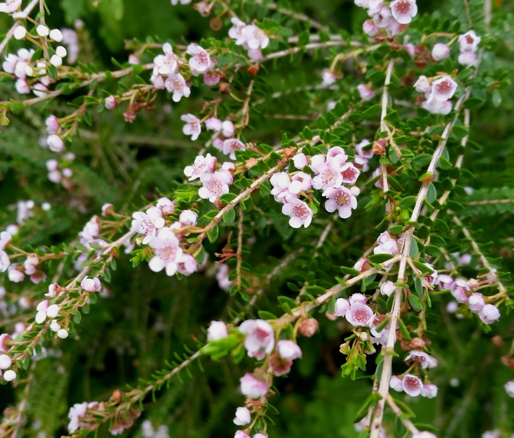 Redbreast Plants | 1709 Channel Hwy, Margate TAS 7054, Australia | Phone: (03) 6267 2871