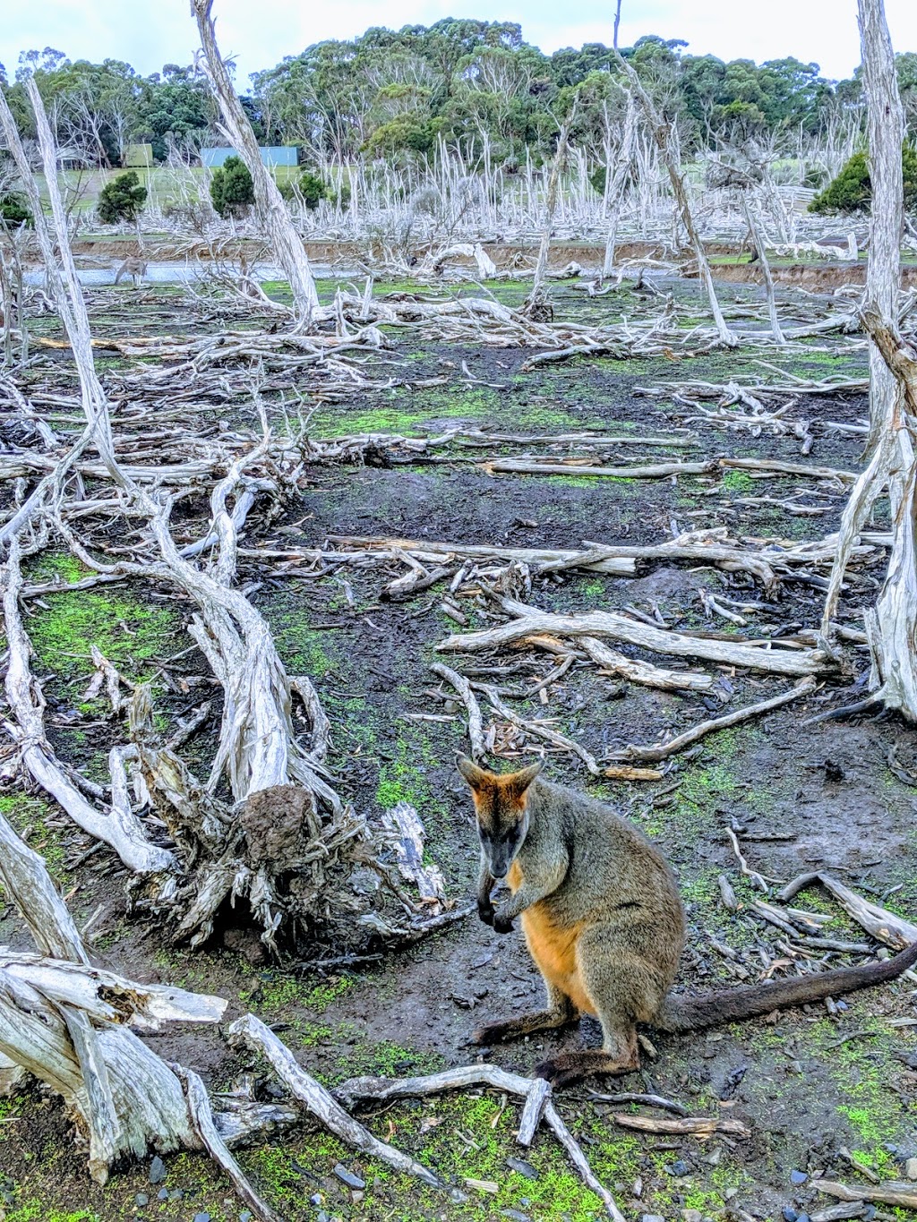 Kangaroo Feeding point | park | Cowes VIC 3922, Australia