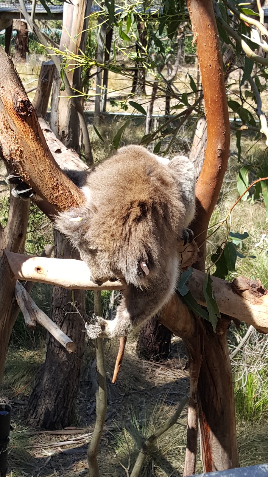 Koala Reserve | 1810 Phillip Island Rd, Phillip Island VIC 3923, Australia | Phone: (03) 5951 2800