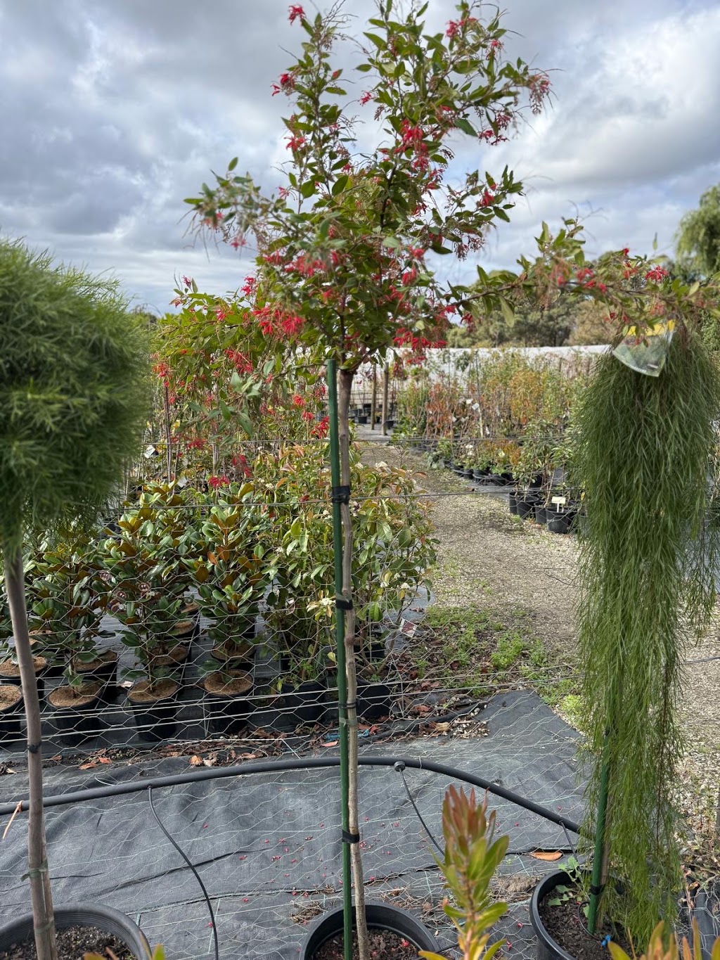 Neth Plant | 210 Clyde-Five Ways Rd, Clyde VIC 3978, Australia | Phone: 0406 785 304