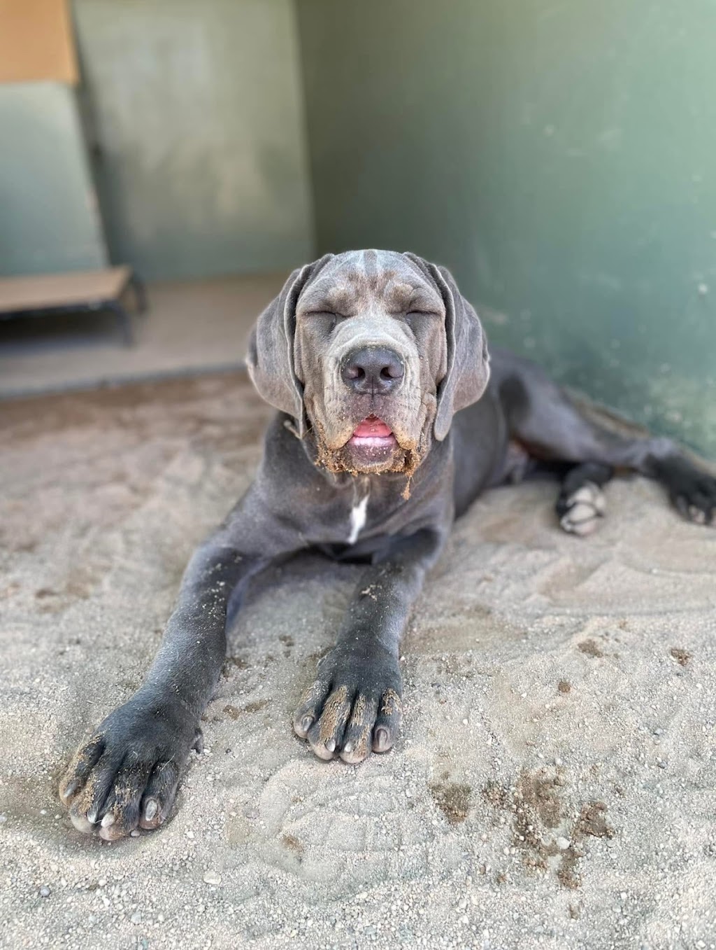 BoneGiorno | Canine Enrichment | 487 The Boulevarde, Kirrawee NSW 2232, Australia | Phone: 0405 963 043