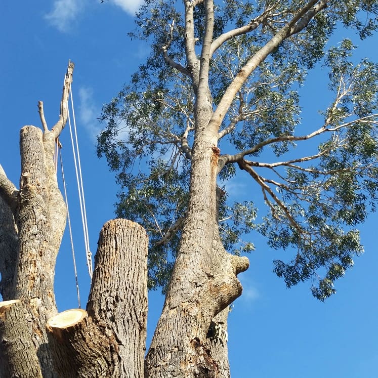 ESP Tree Services Pty Ltd. | 63 Beatrice St, Cheltenham VIC 3192, Australia | Phone: 0411 111 945