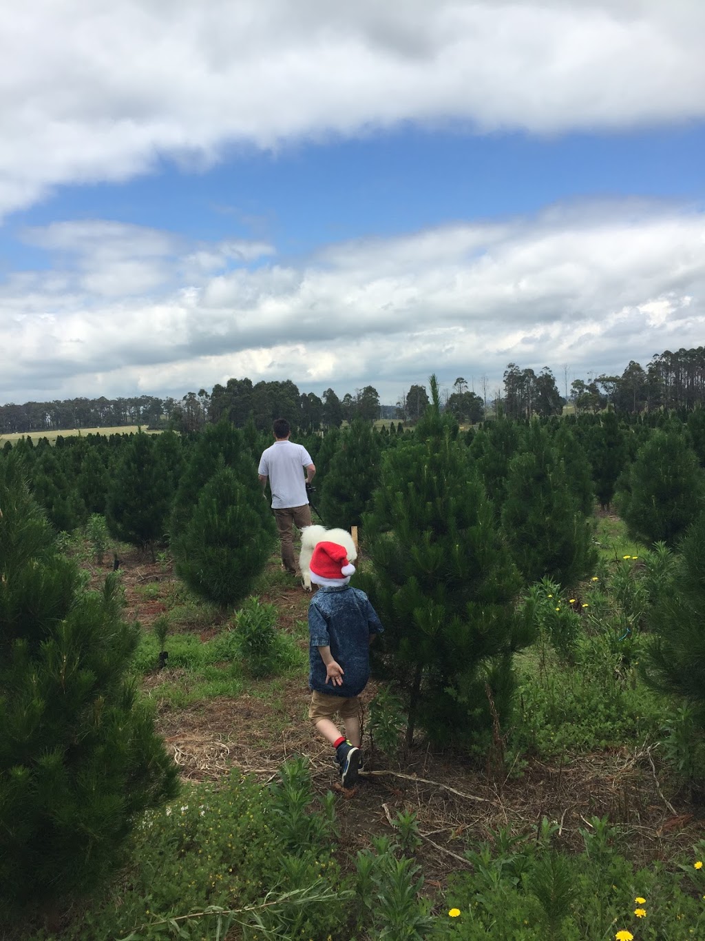 Johns Christmas Trees |  | 2790 Westernport Rd, Drouin South VIC 3818, Australia | 0356276418 OR +61 3 5627 6418