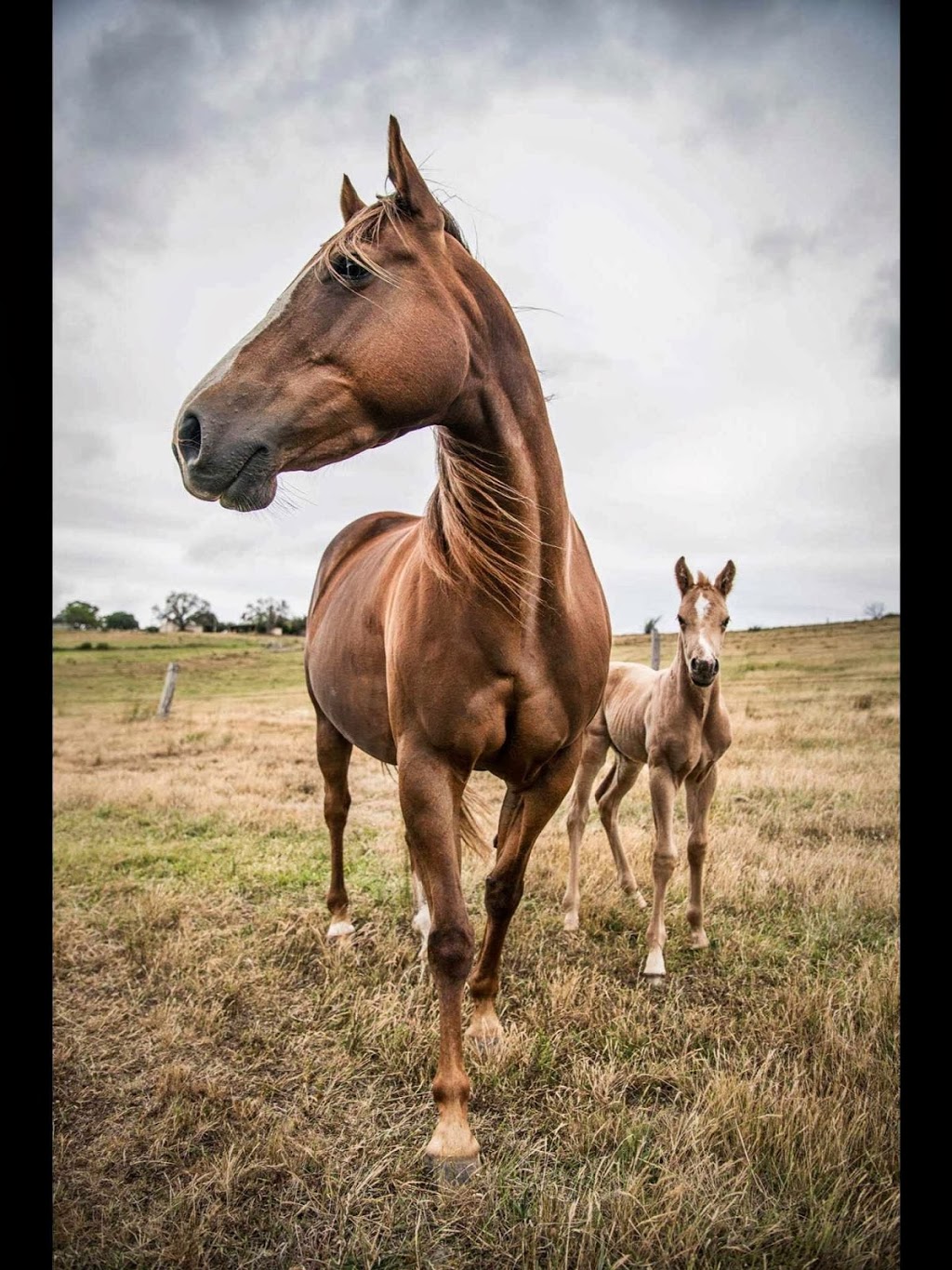 Mt Britain Horse Agistment | Wilton Rd, Appin NSW 2560, Australia | Phone: 0412 789 652