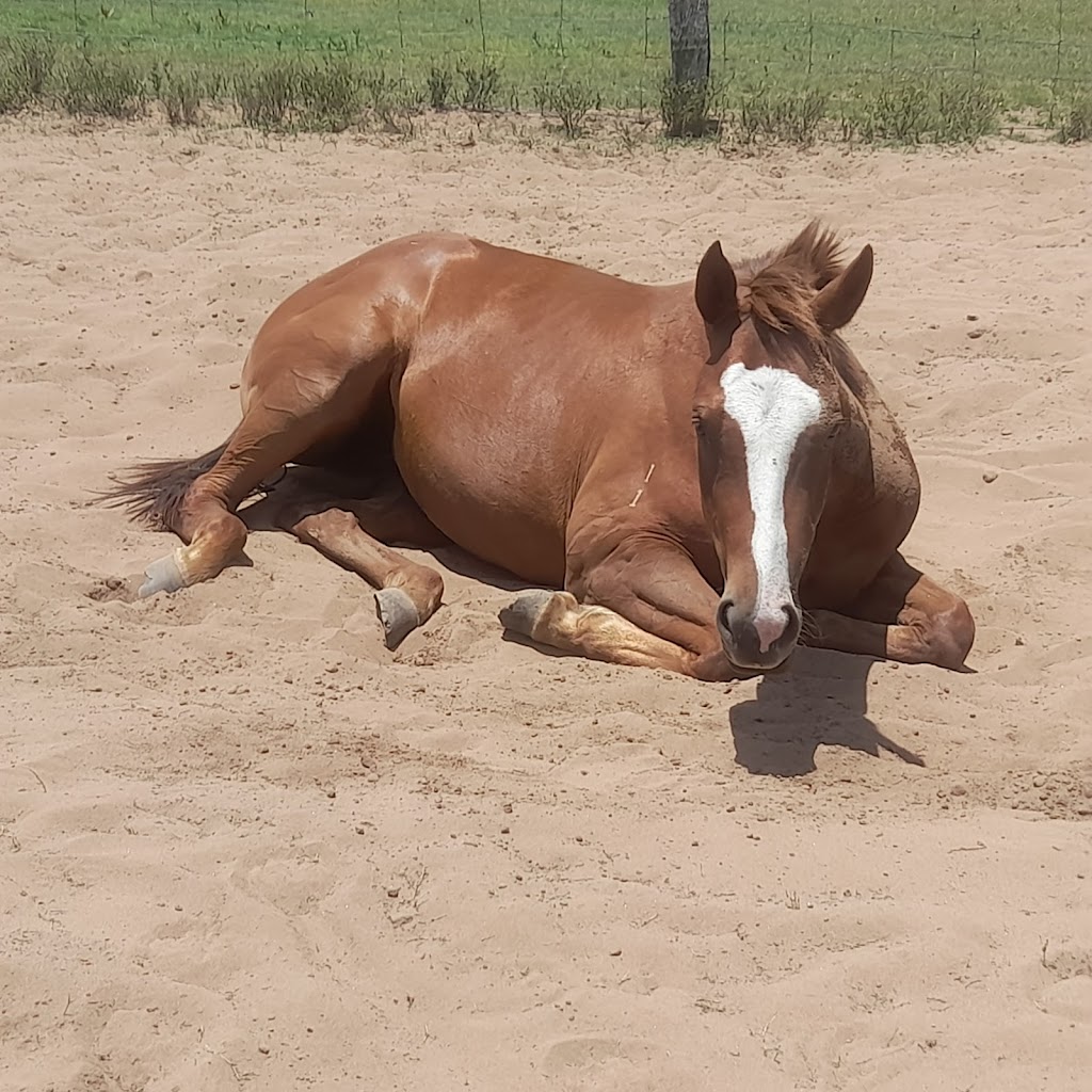 Oscayne Performance Horses | Waddells Ln, Singleton NSW 2330, Australia | Phone: 0417 425 669