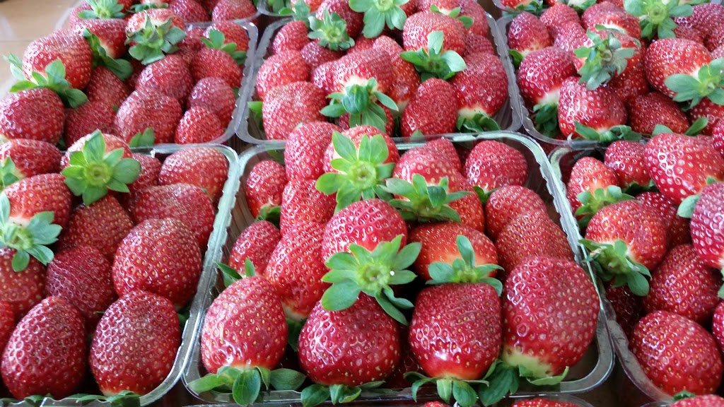 Strawberries on South |  | 40 Doolong S Rd, Wondunna QLD 4655, Australia | 0488125155 OR +61 488 125 155