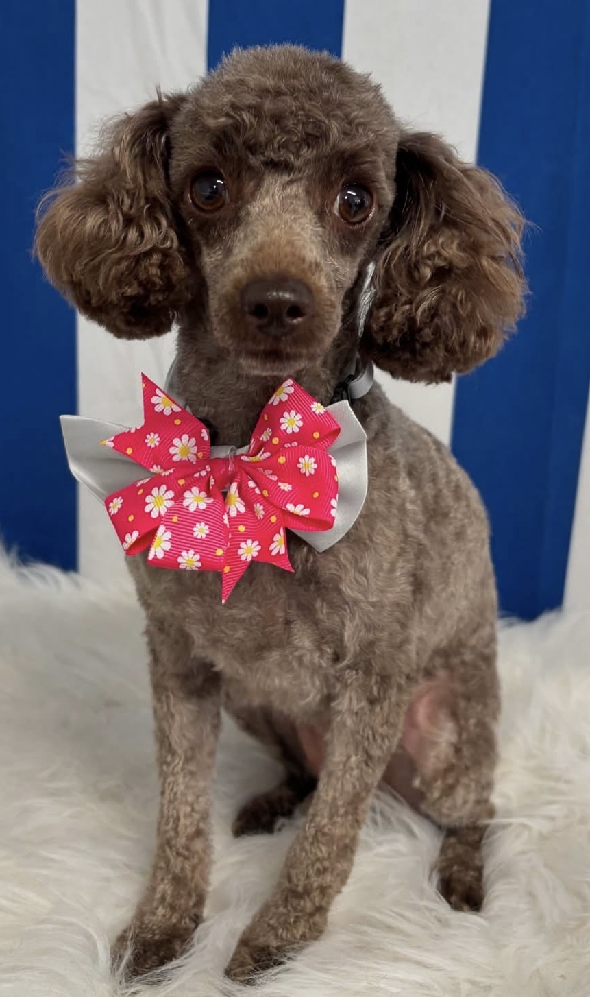 The Luxe Dog Grooming Salon | Remembrance Dr, Bargo NSW 2574, Australia | Phone: 0494 312 070