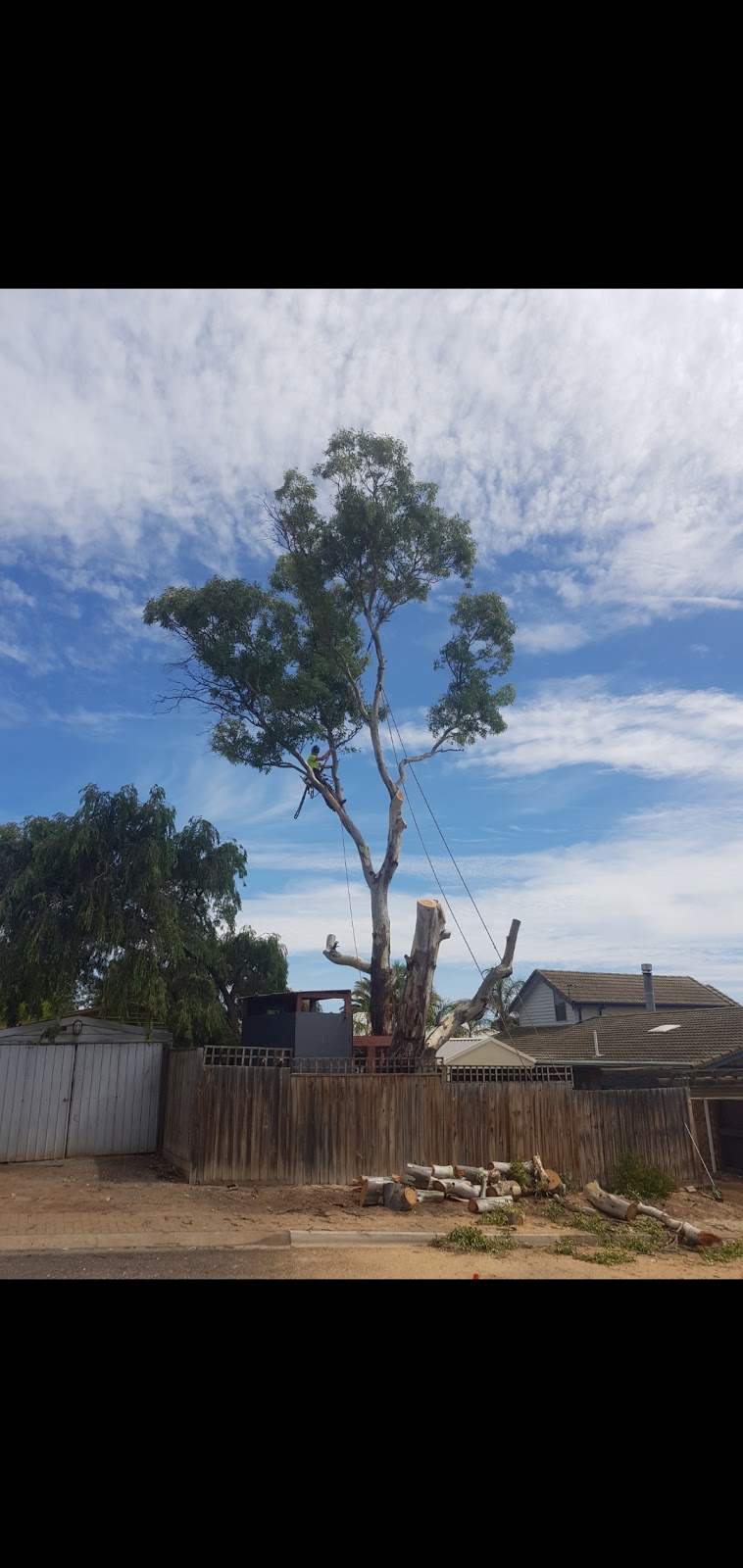 True value trees |  | Homestead Drv, Flagstaff Hill SA 5159, Australia | 0438483426 OR +61 438 483 426