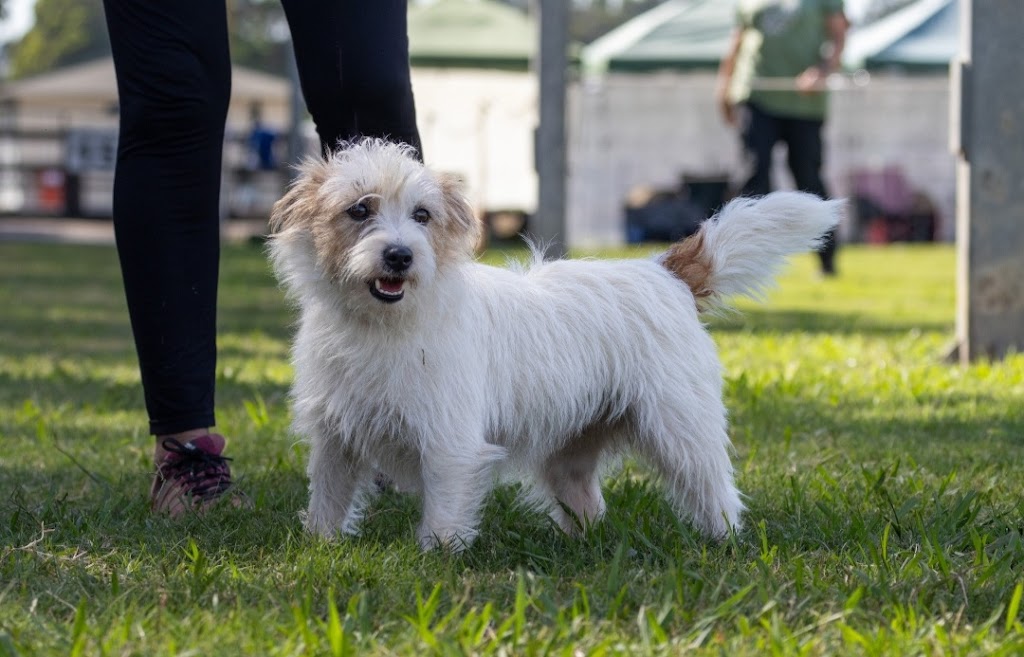 Jackford Jack Russell Terriers | Wheelbarrow Ridge Rd, Lower Portland NSW 2756, Australia | Phone: 0405 296 536