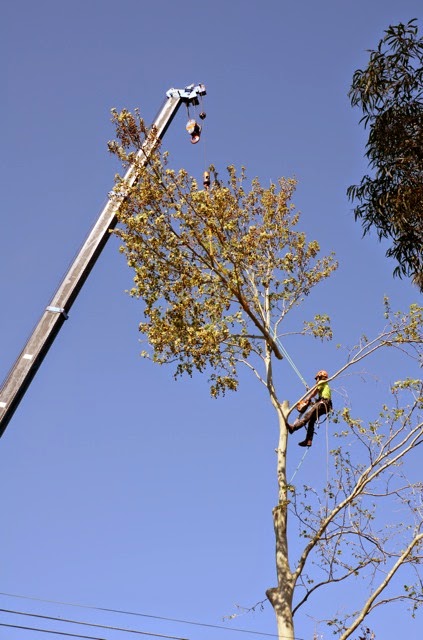 Priority Tree Services | 3/23 Leighton Pl, Hornsby NSW 2077, Australia | Phone: (02) 9482 5353