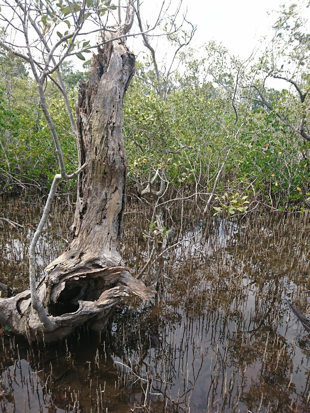 Weyba Mangrove Boardwalk | park | 163 Weyba Rd, Noosaville QLD 4566, Australia