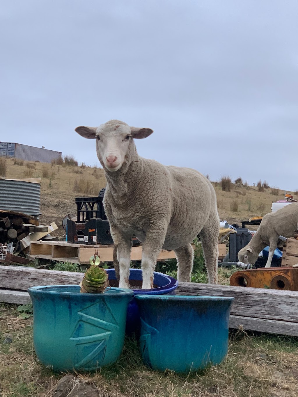 Eventide Sanctuary | 473 Sugarloaf Rd, Carlton River TAS 7173, Australia | Phone: 0456 748 170 Eventide Sanctuary | 473 Sugarloaf Rd, Carlton River TAS 7173, Australia | Phone: 0456 748 170