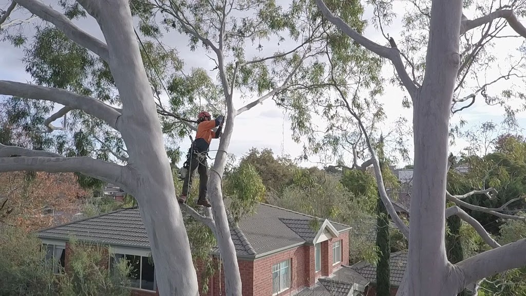 Tree Access VIC Pty Ltd |  | 45 Lewis Rd, Wandin North VIC 3139, Australia | 0458777452 OR +61 458 777 452