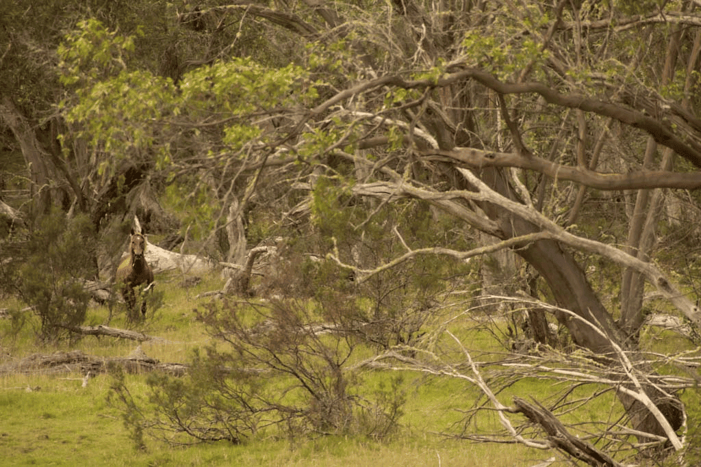 Free Rein Adventure | 310 Quarry Rd, Yallourn North VIC 3825, Australia | Phone: (03) 4137 8312