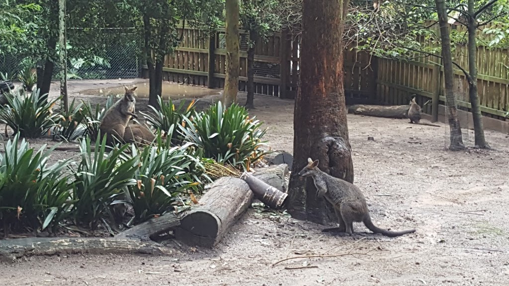 Koala Park Sanctuary Sydney | zoo | 84 Castle Hill Rd, West Pennant Hills NSW 2125, Australia | 0294843141 OR +61 2 9484 3141