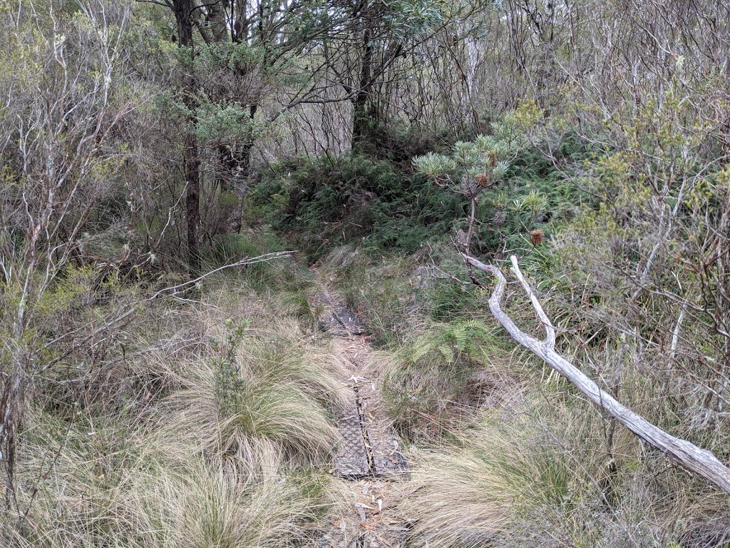 Lyrebird Walking track | Brinerville NSW 2454, Australia