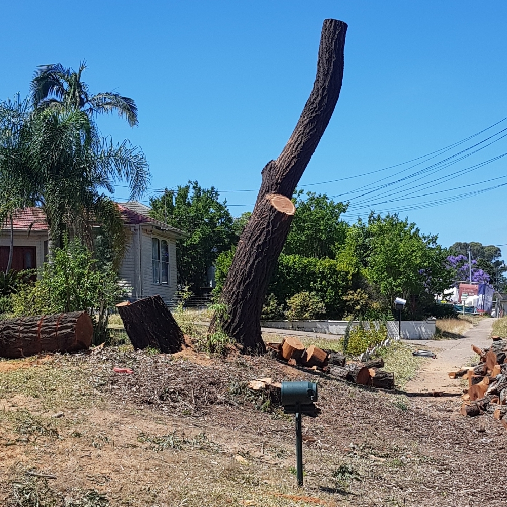 Nicols Trees | general contractor | 70 Liggins Rd, Hazelbrook NSW 2779, Australia | 0456115737 OR +61 456 115 737