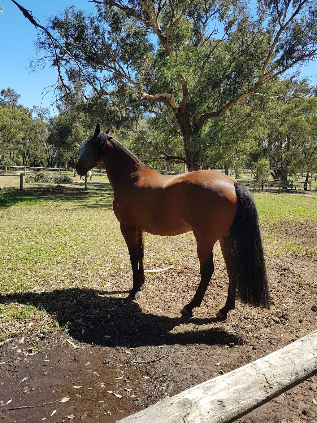 Rickety Ranch | 2 Phar lap drive Darling Downs, Byford WA 6122, Australia | Phone: 0417 177 482