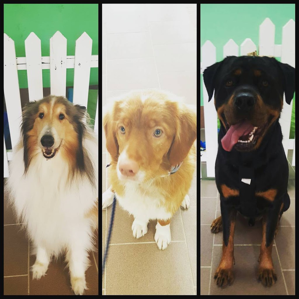 Drools Dog Grooming & Day Care |  | 202 Railway Parade, Kogarah NSW 2217, Australia | 0295872574 OR +61 2 9587 2574