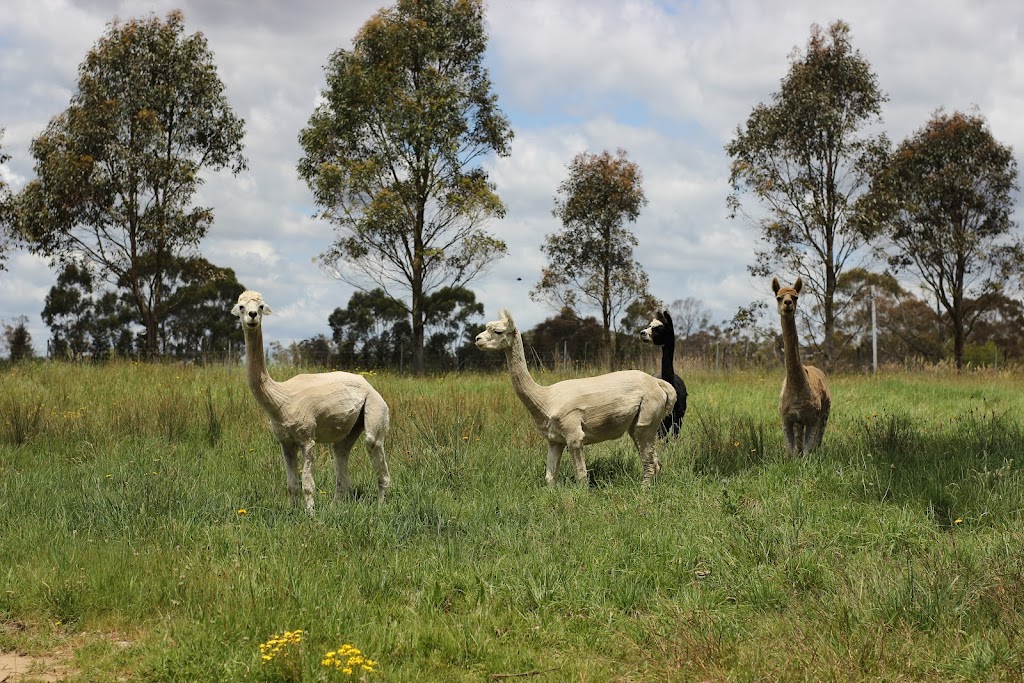 Scribbly Farm Premium Geo Dome Bush retreat Southern highlands | 1480 Wombeyan Caves Rd High Range Nr, Bowral NSW 2575, Australia | Phone: 0422 661 609