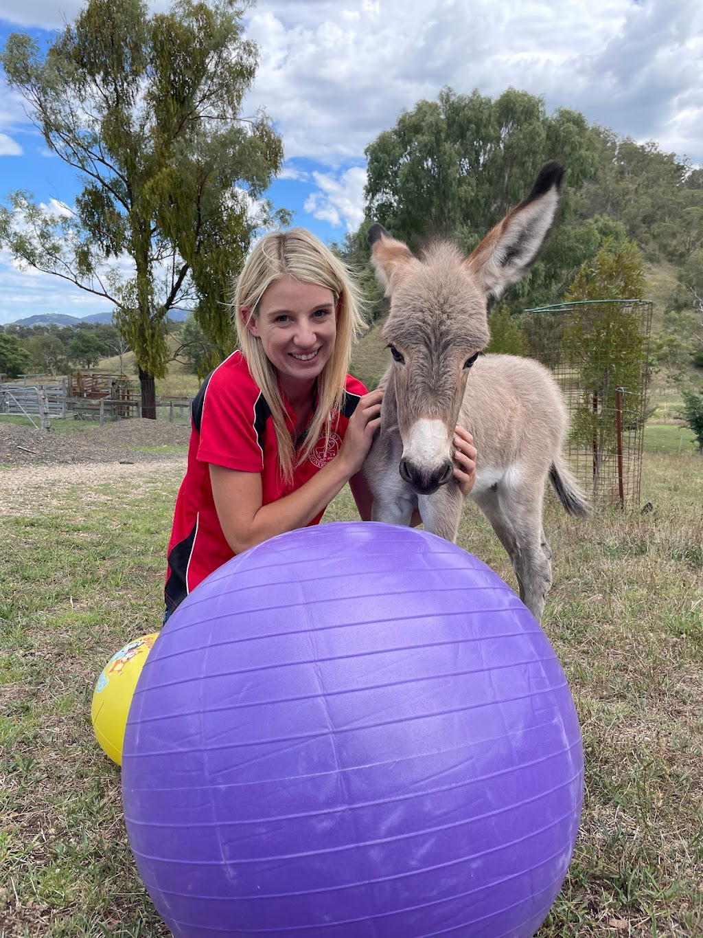 Last Stop Donkey Program | 119A Minimbah Dr, Whittingham NSW 2330, Australia | Phone: 0400 622 244