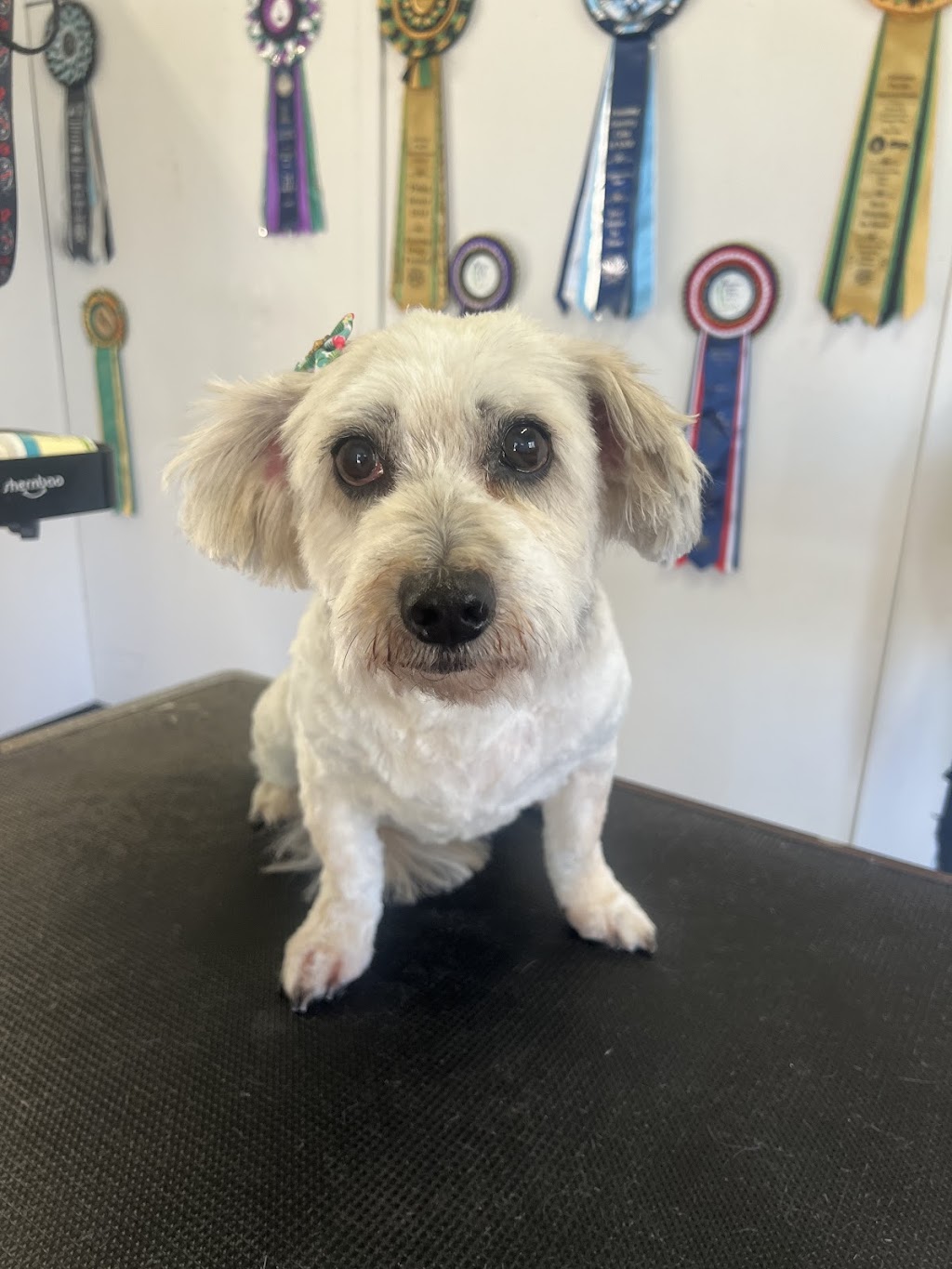 The Luxe Dog Grooming Salon | Remembrance Dr, Bargo NSW 2574, Australia | Phone: 0494 312 070