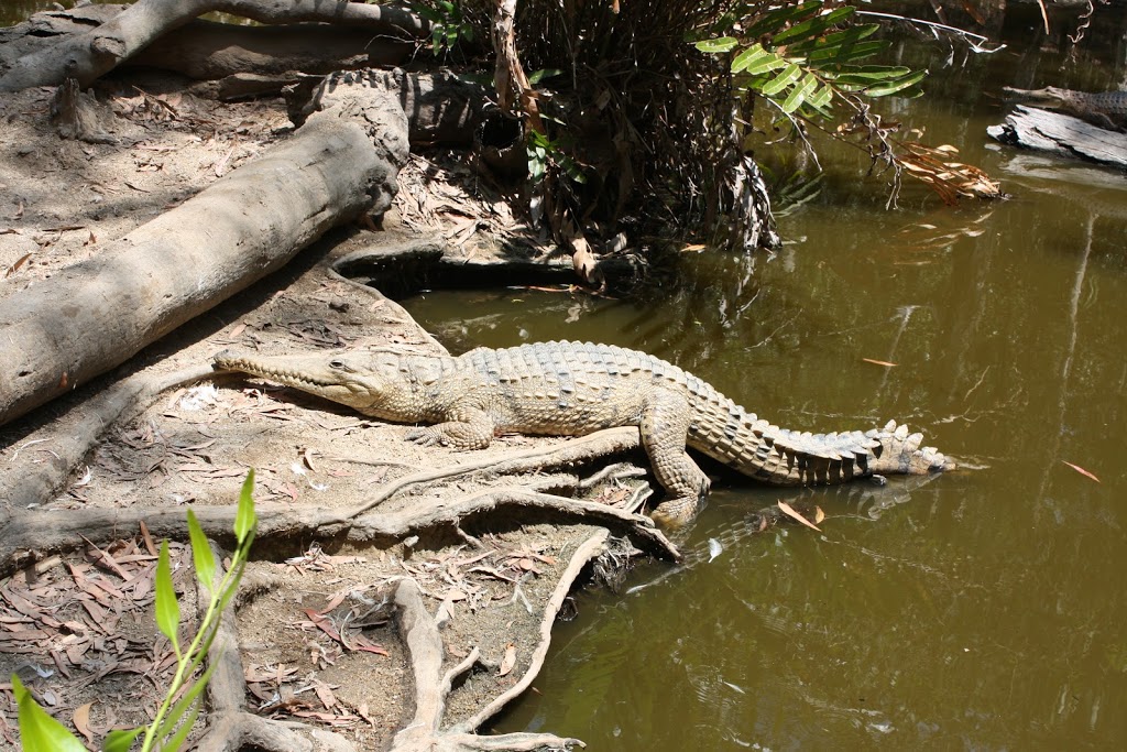 Hartleys Crocodile Adventures | zoo | Captain Cook Hwy, Wangetti QLD 4871, Australia | 0740553576 OR +61 7 4055 3576
