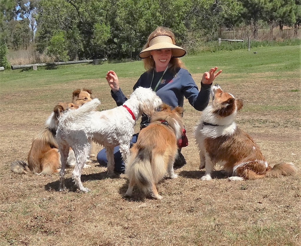 All4Paws Dog Training | 40 Macquarie St, Bolton Point NSW 2284, Australia | Phone: 0407 008 004