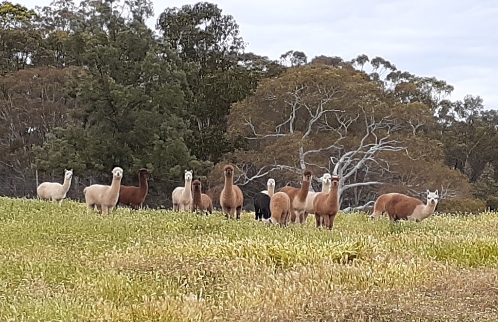 Dundreugan Alpacas | food | One Eye Forest Rd POB 629, Heathcote VIC 3523, Australia | 0425738660 OR +61 425 738 660