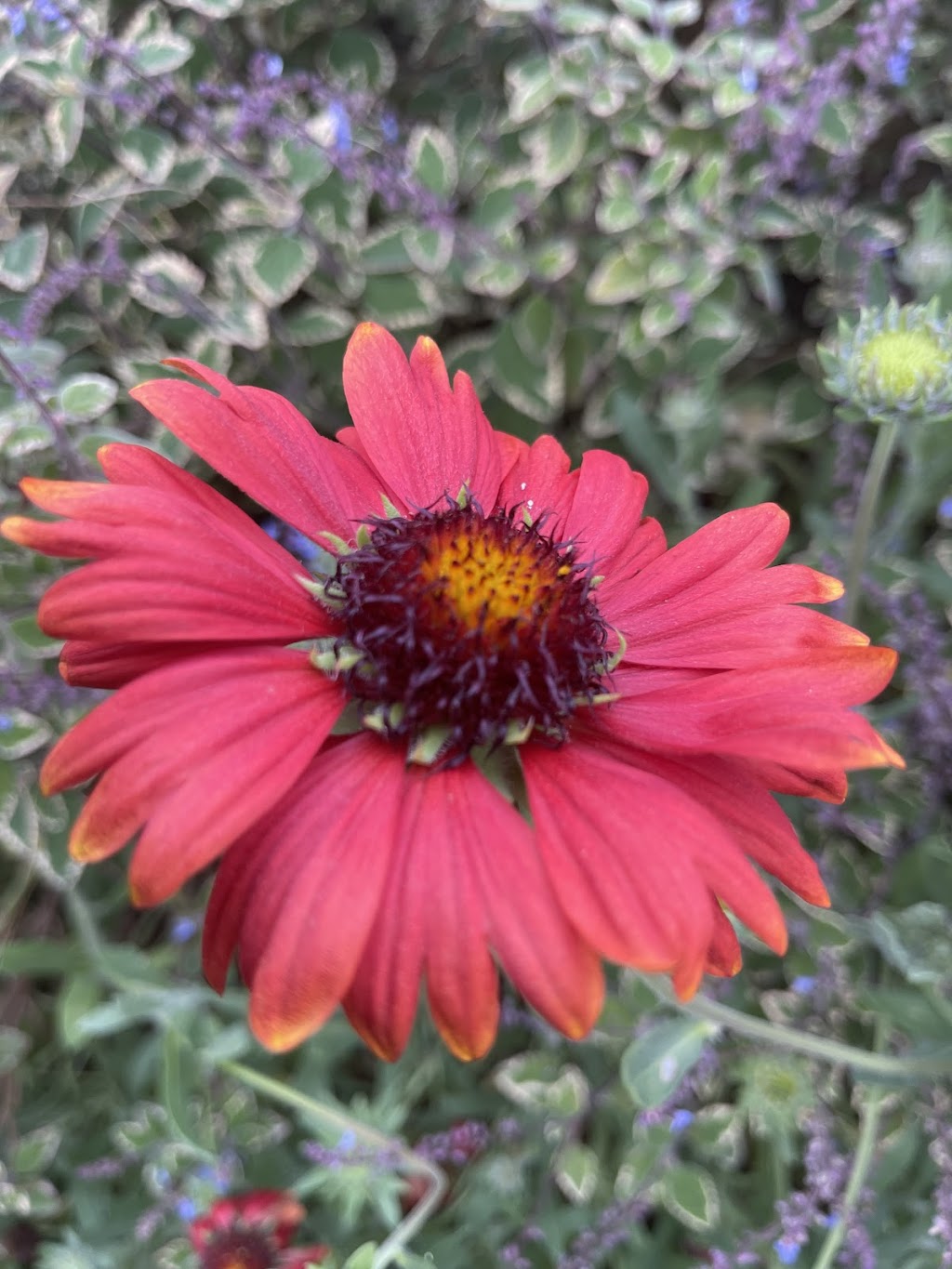 Tannorwood Flower Farm | 80 Dooralong Rdg Dr, Dooralong NSW 2259, Australia | Phone: 0402 299 319