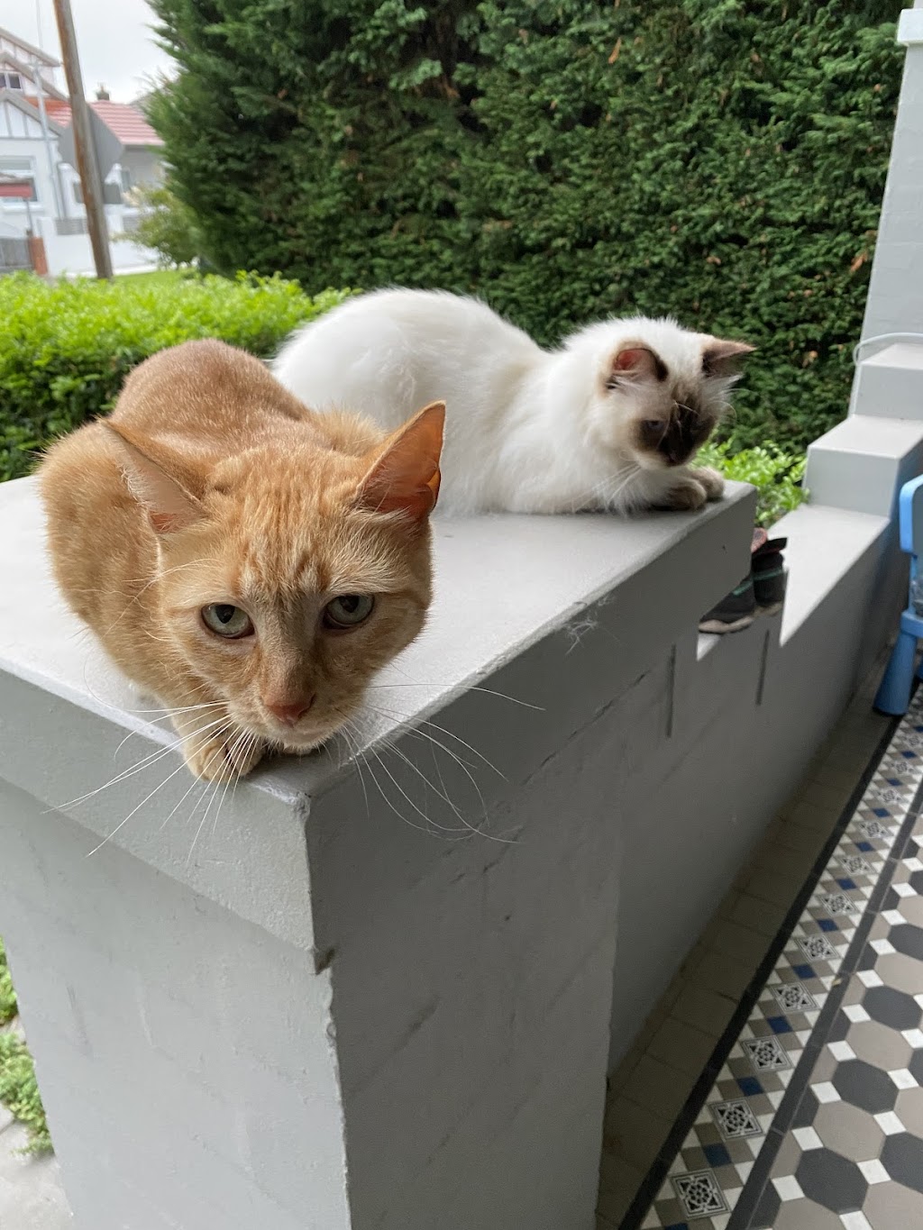 Cat Companion | 18 Binaville Ave, Burraneer NSW 2230, Australia | Phone: 0421 088 150