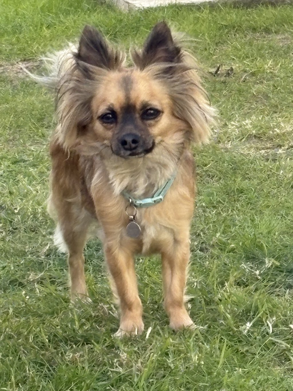 Maitland Pet Resort | 138 Cessnock Rd, Maitland NSW 2320, Australia | Phone: (02) 4909 4888