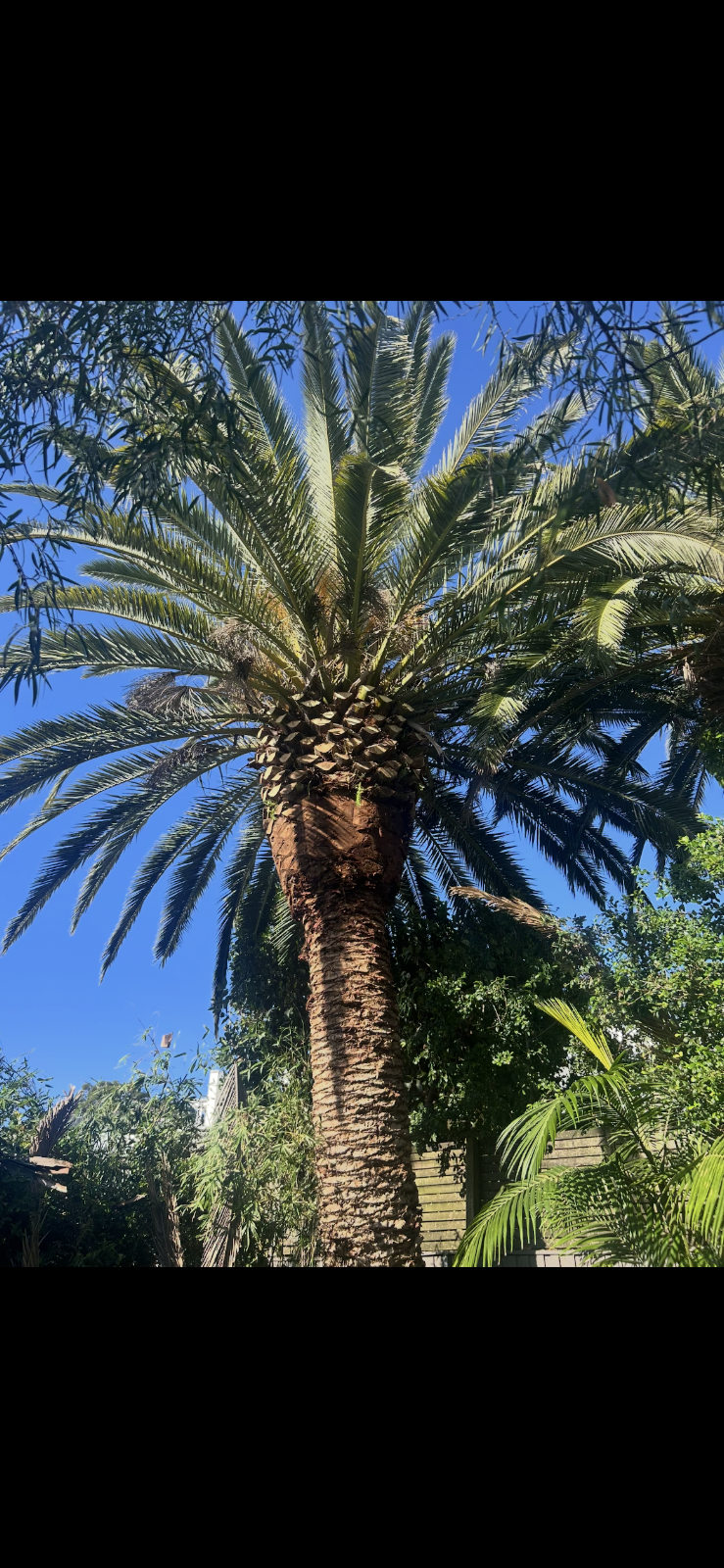 Erwin Tree Care & Services | 481 Beauchamp Rd, Maroubra NSW 2035, Australia | Phone: 0431 557 822