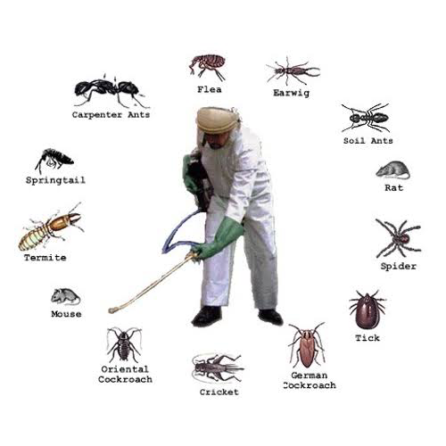 FRP Termite and Pest Management. | home goods store | 2/24 Jack St, Morayfield QLD 4506, Australia | 0474811333 OR +61 474 811 333