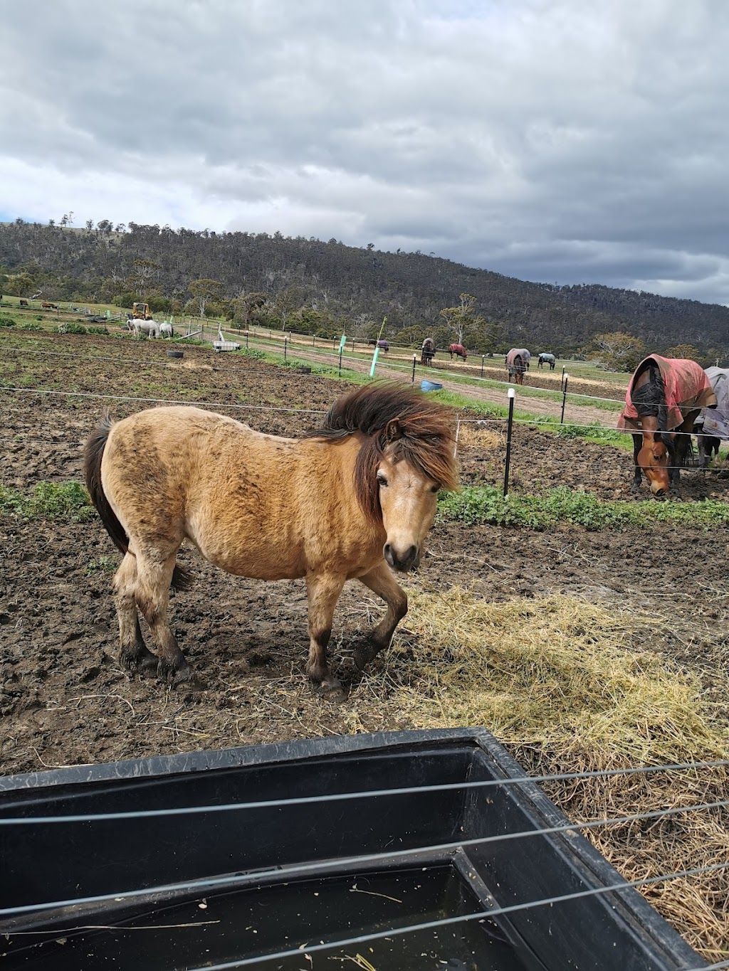 Jeu de cheval - Hobart horseplay |  | 712 Middle Tea Tree Rd, Tea Tree TAS 7017, Australia | 0433806708 OR +61 433 806 708