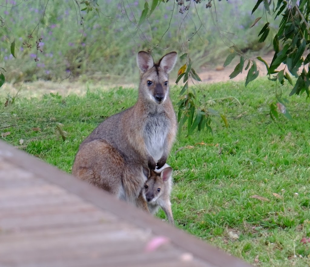 Elliefields Farm Nominees Pty Ltd | 380 Old Coowong Rd, Canyonleigh NSW 2577, Australia | Phone: 0452 033 113