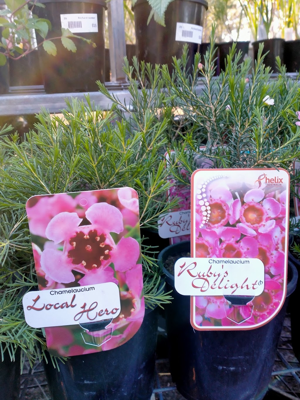 Saltuarius - Keeper of the Forest | 217 Pine Mountain Rd, Brassall QLD 4305, Australia | Phone: 0455 855 159