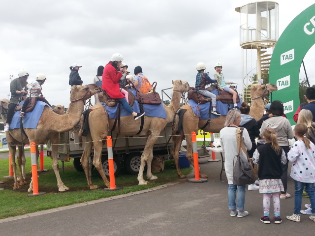 Cranbourne Racecourse | stadium | Grant St, Cranbourne VIC 3977, Australia | 0359961300 OR +61 3 5996 1300