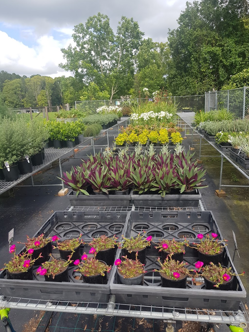 Palmdale Nursery | 36 Bridge St, Ourimbah NSW 2258, Australia | Phone: (02) 4362 1080