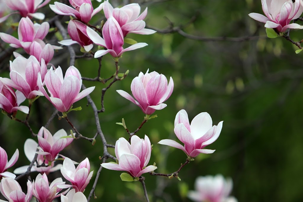 Magnolia Healing | health | 91 Mew Ln, Bamawm VIC 3561, Australia | 0408528782 OR +61 408 528 782
