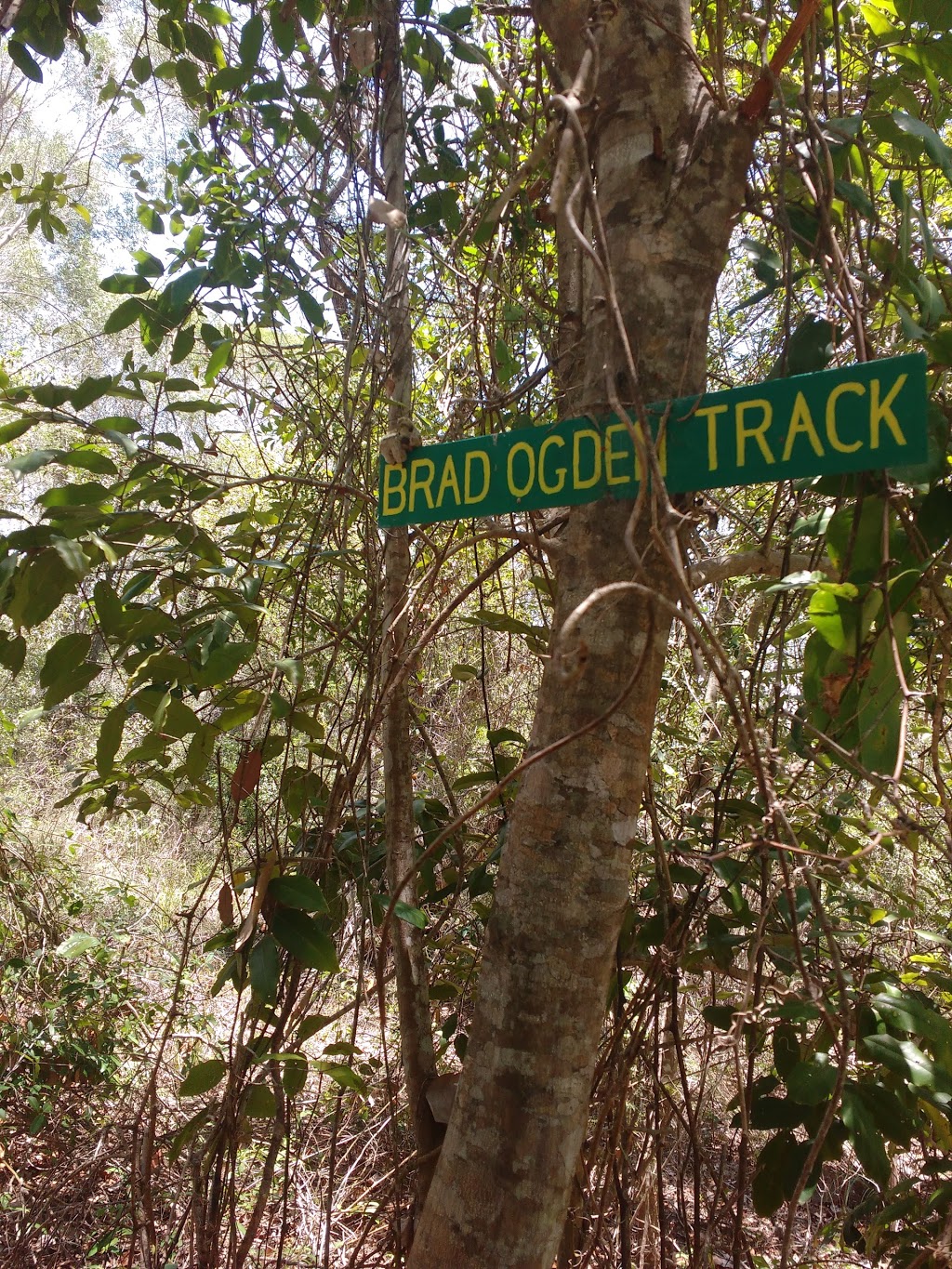 Pirri Reserve Walking Track | park | 204 River Heads Rd, Booral QLD 4655, Australia