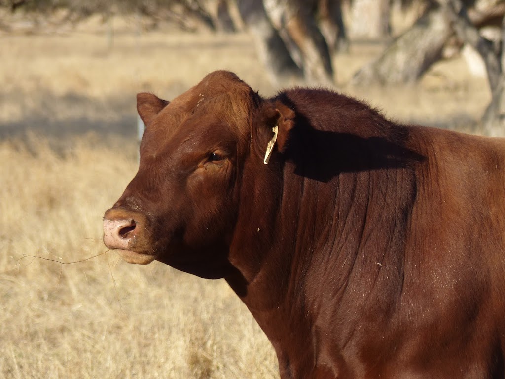 Tronar Red Angus | 1769 Beermullah Road, West Beermullah WA 6503, Australia | Phone: (08) 9655 3020