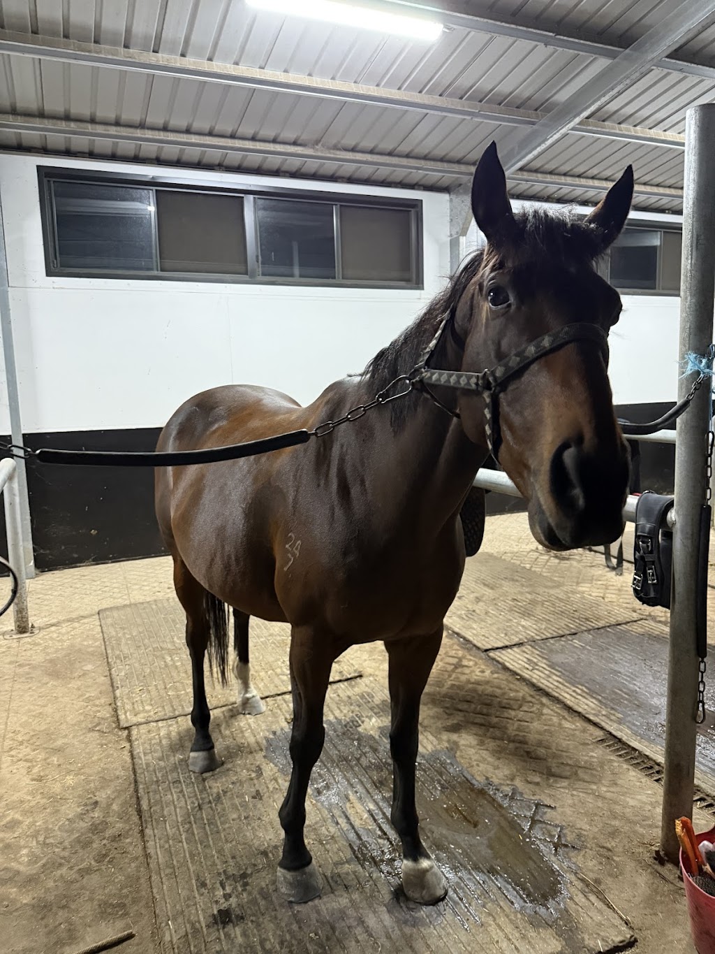 JW Equestrian | 109 Ryans Access Rd, Barnawartha VIC 3688, Australia | Phone: 0418 415 159