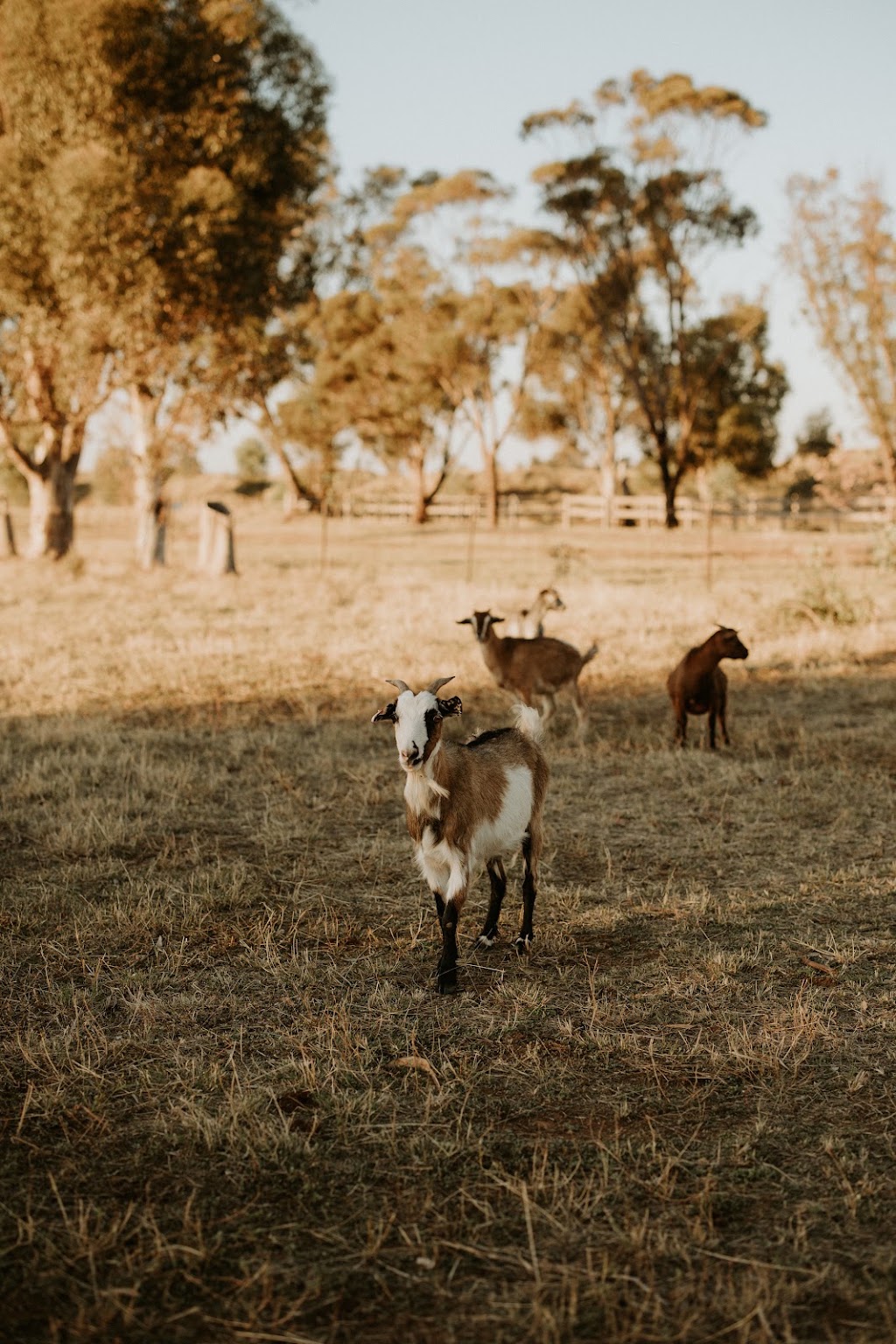 Top Paddock Silo Stay | 138 Cooyong Ln, Forbes NSW 2871, Australia | Phone: 0428 922 499