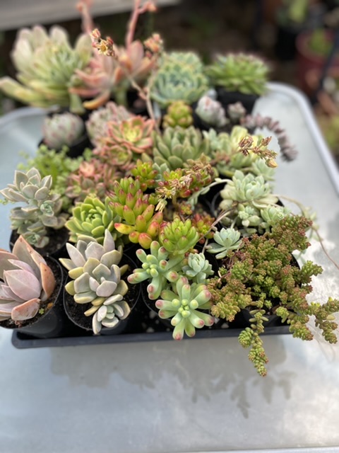 Cactus and Succulents Western Suburbs |  | 66 Barries Rd, Melton VIC 3337, Australia | 0448480606 OR +61 448 480 606