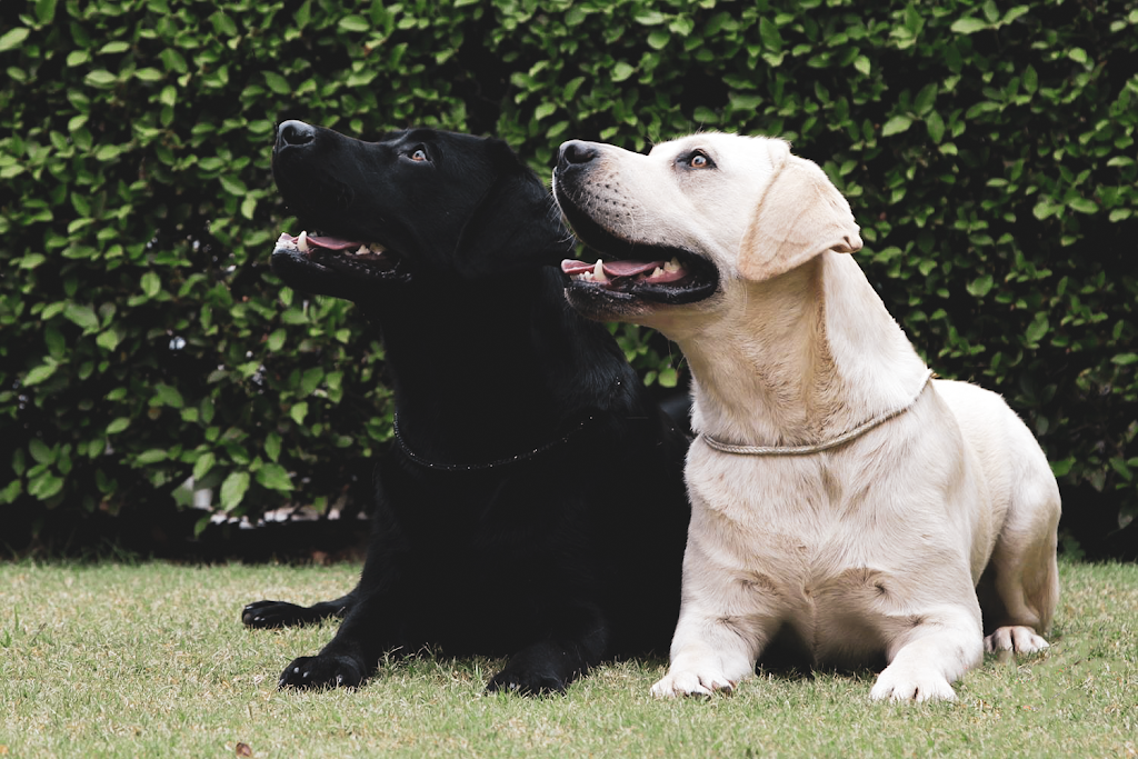 Tapua Labrador Retrievers | Rankin St, Woodstock NSW 2793, Australia | Phone: 0429 399 341