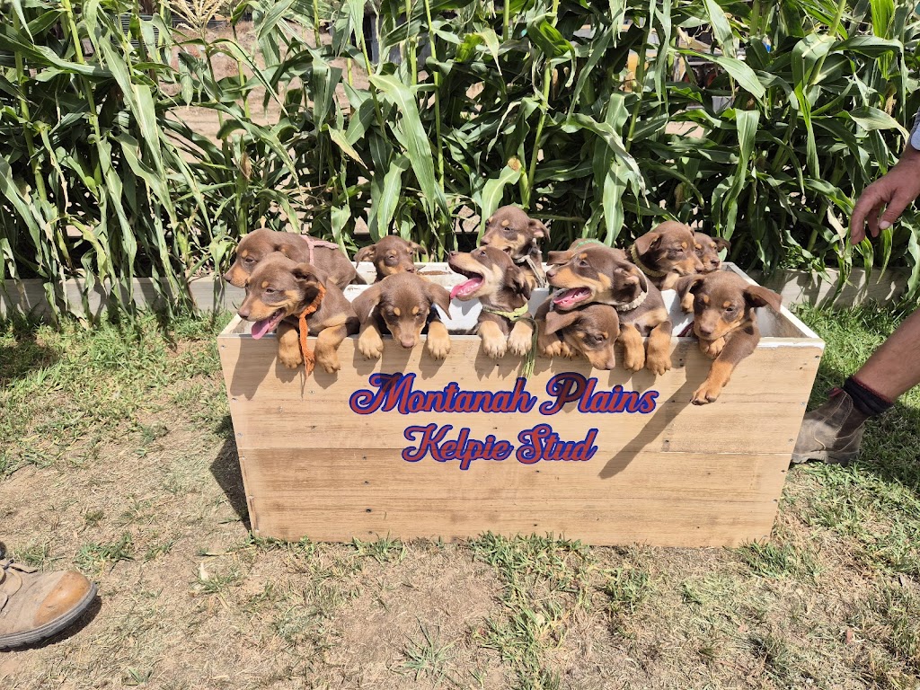 Montanah Plains Kelpie Stud | 72 High St, Beaufort VIC 3373, Australia | Phone: 0488 169 425