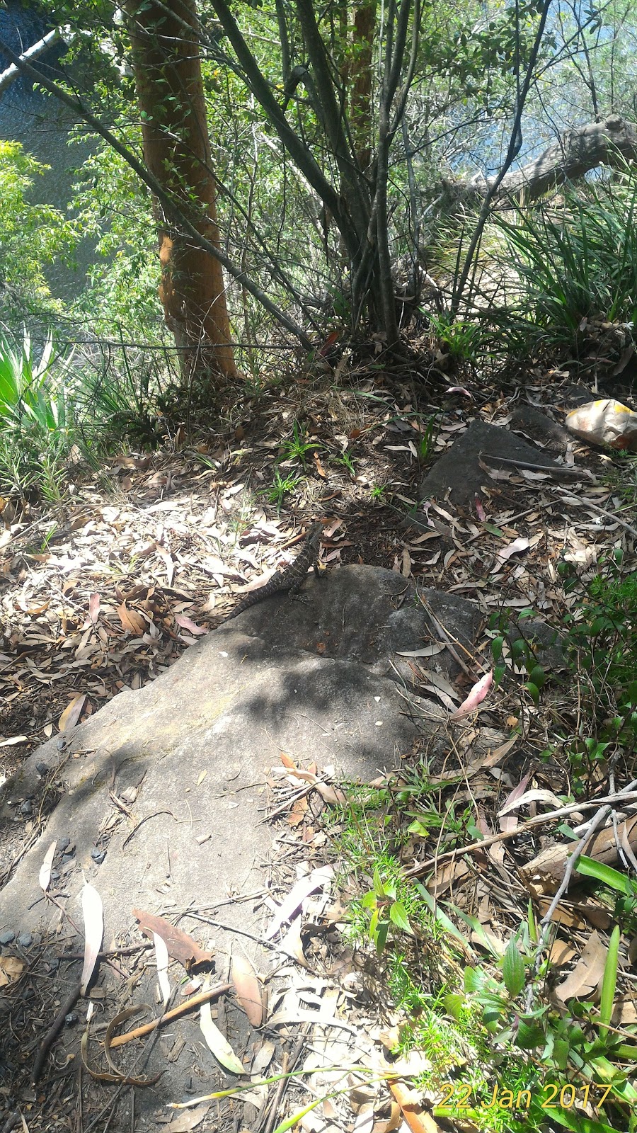 Allambie Flat picnic area carpark | parking | Unnamed Road, Royal National Park NSW 2233, Australia